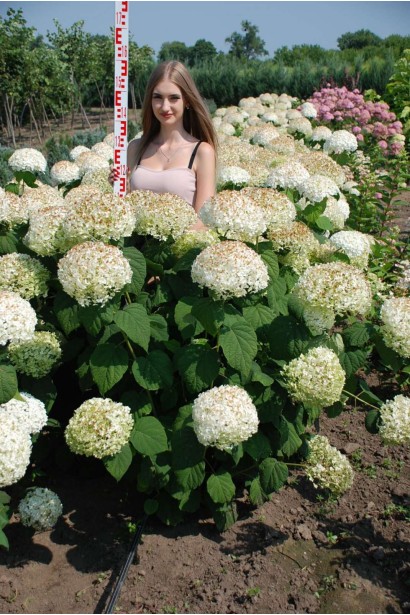 Гортензія Стронг Аннабель - ком25кг/вис.100-120см/Ø80-100см